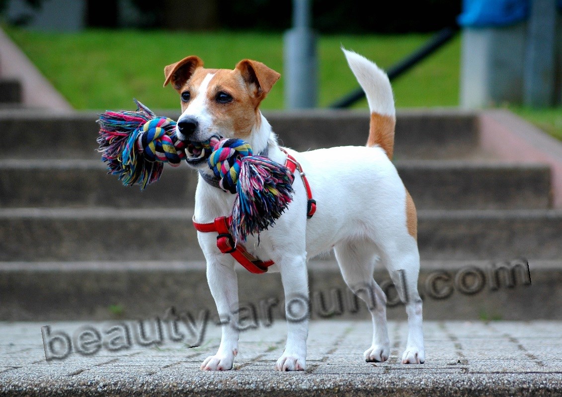 Hunting Dog Breeds, Photos